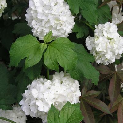 Viburnum opulus Roseum
