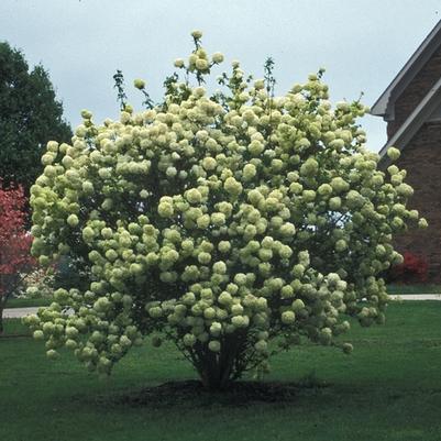 Viburnum opulus Sterile