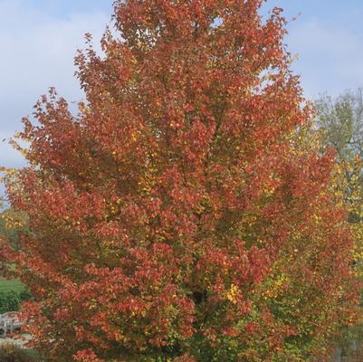 Acer rubrum Redpointe®