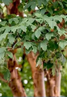 Acer griseum 