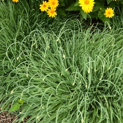 Allium Medusa