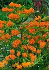 Asclepias tuberosa Gay Butterflies