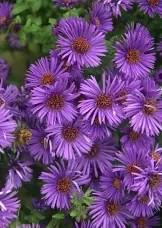 Aster novae-angliae Purple Dome