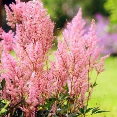 Astilbe simplicifolia Hennie Graafland