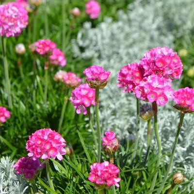 Armeria maritima Morning Star Deep Rose