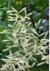 Aruncus Fairy Hair