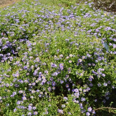Aster oblongifolius October Skies