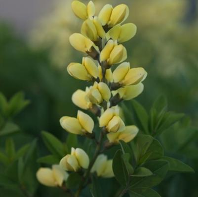 Baptisia Decadence® Lemon Meringue