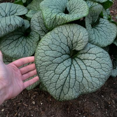 Brunnera macrophylla Sterling Silver