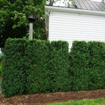 Buxus sempervirens Fastigiata