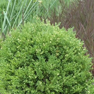 Buxus Chicagoland Green®