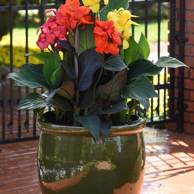 Canna x generalis Cannova® Bronze Orange