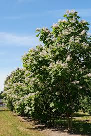 Catalpa x erubescens Purpurea