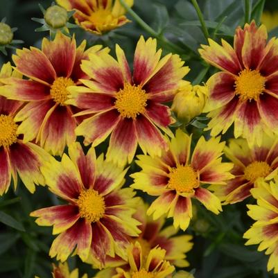 Coreopsis L'il Bang™ Enchanted Eve