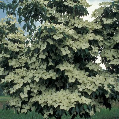 Cornus kousa Greensleeves