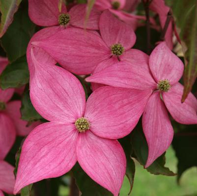 Cornus Scarlet Fire®
