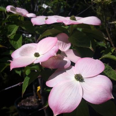Cornus Variegated Stellar Pink®