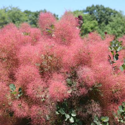 Cotinus coggygria The Velvet Fog® 