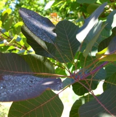Cotinus Grace