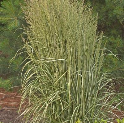 Calamagrostis acutiflora Avalanche
