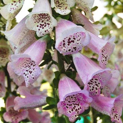 Digitalis purpurea Camelot™ Lavender