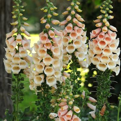 Digitalis purpurea Dalmatian Peach