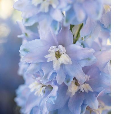 Delphinium elatum Magic Fountains Sky Blue White Bee