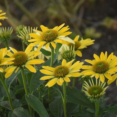 Echinacea Eye-Catcher™ Canary Feathers
