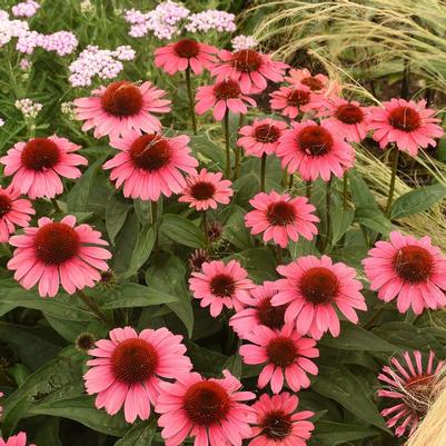 Echinacea Eye-Catcher™ Coral Craze