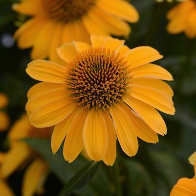 Echinacea Sombrero® Granada Gold