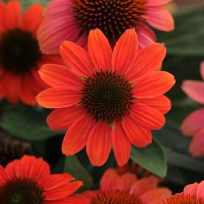 Echinacea purpurea Sombrero Poco™ Hot Coral