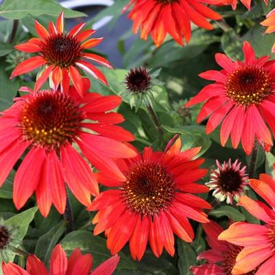 Echinacea Sombrero® Sangrita