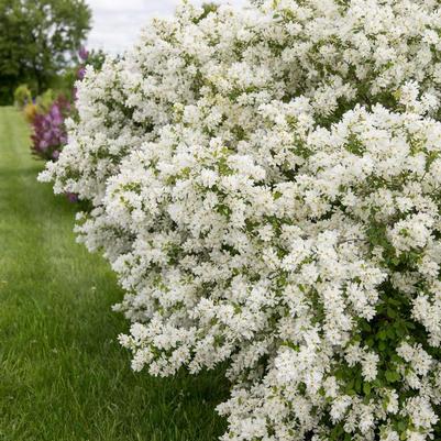 Exochorda x macrantha Lotus Moon™