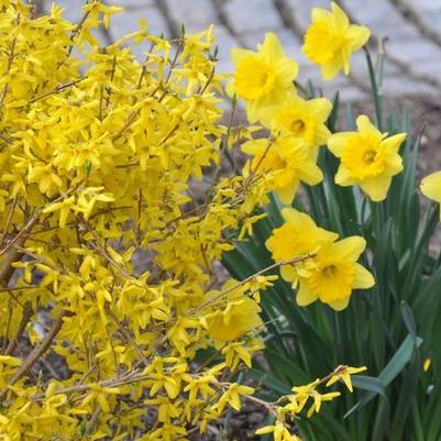 Forsythia x intermedia Magical® Gold