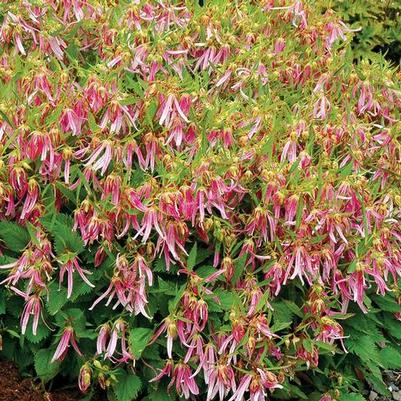 Campanula Pink Octopus