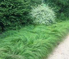Carex pensylvanica 