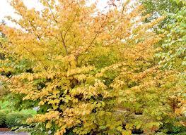 Hamamelis virginiana Harvest Moon