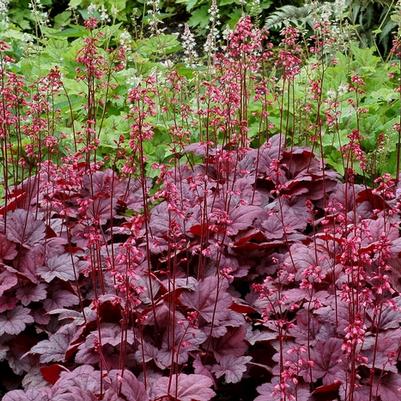 Heuchera Soda™ Grape Soda