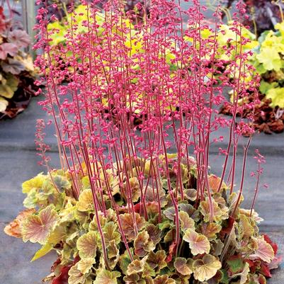 Heuchera Northern Exposure™ Sienna
