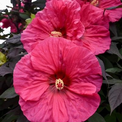 Hibiscus Summerific® Evening Rose
