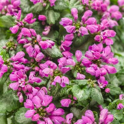 Lamium maculatum Purple Chablis™