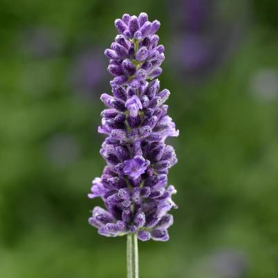 Lavandula angustifolia Vintro™ Blue