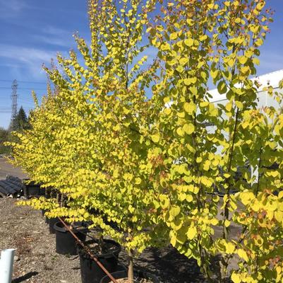 Cercidiphyllum japonicum Claim Jumper™