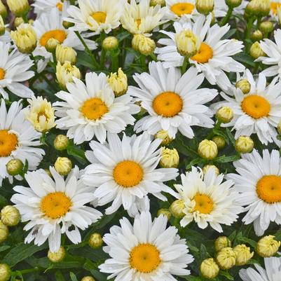Leucanthemum x superbum Cream Puff