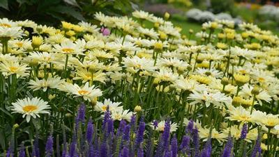 Leucanthemum x superbum Amazing Daisies® Banana Cream II