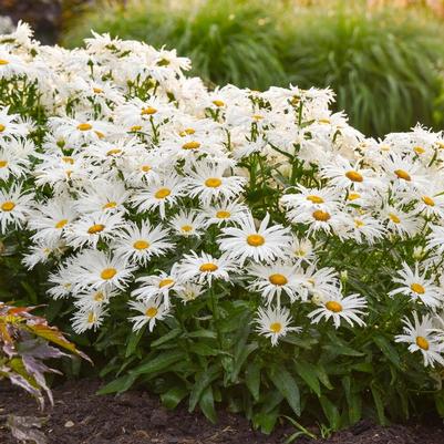 Leucanthemum x superbum Amazing Daisies® Spun Silk