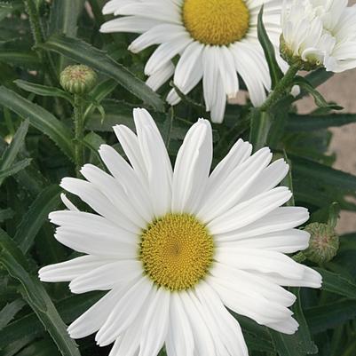 Leucanthemum x superbum Amazing Daisies® Daisy May®
