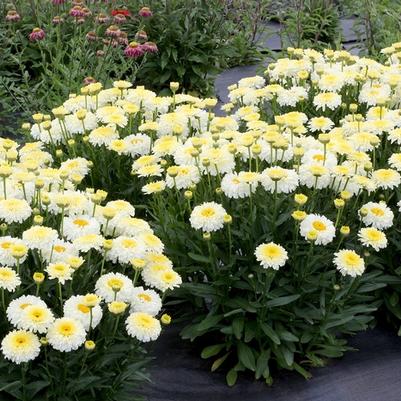 Leucanthemum x superbum Lemon Puff™