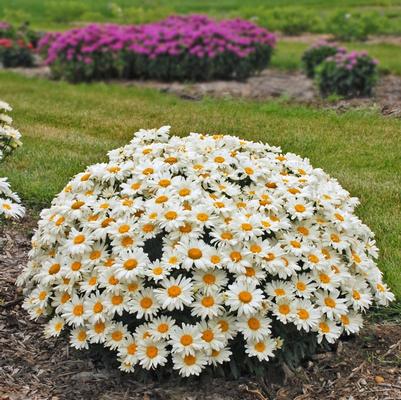Leucanthemum x superbum Whoops A Daisy