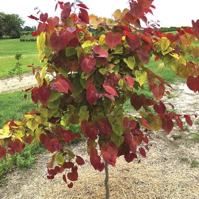 Cercis canadensis Flame Thrower®